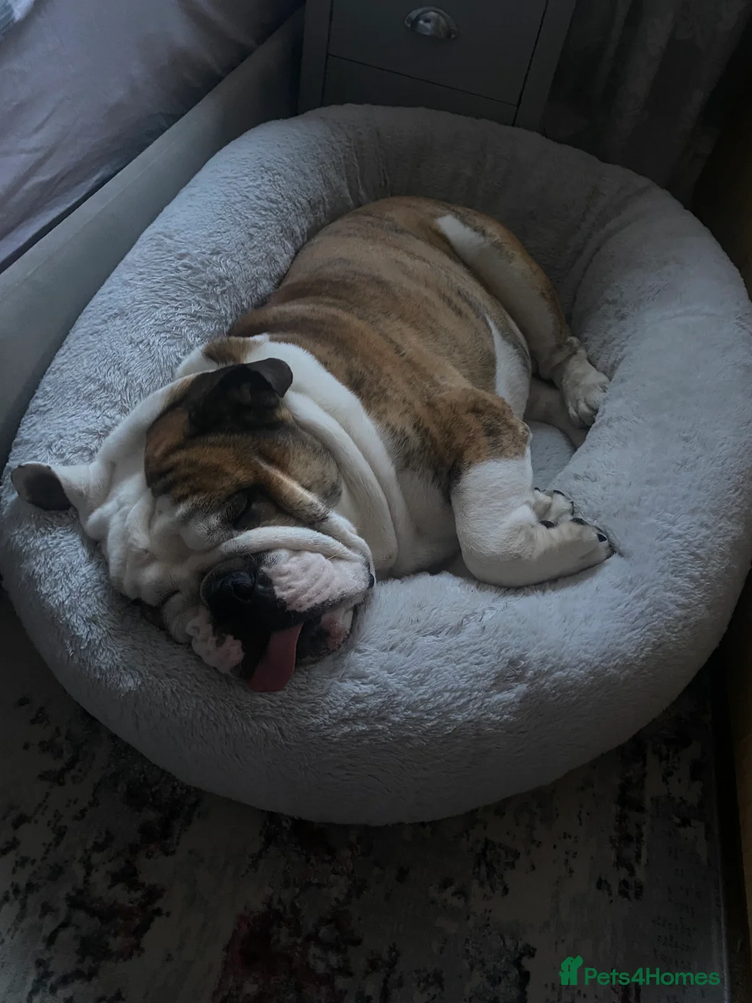 English Bulldog dogs for stud: TYSON🥊- PROVEN STUD ‼️ in Hatfield - Advert 7