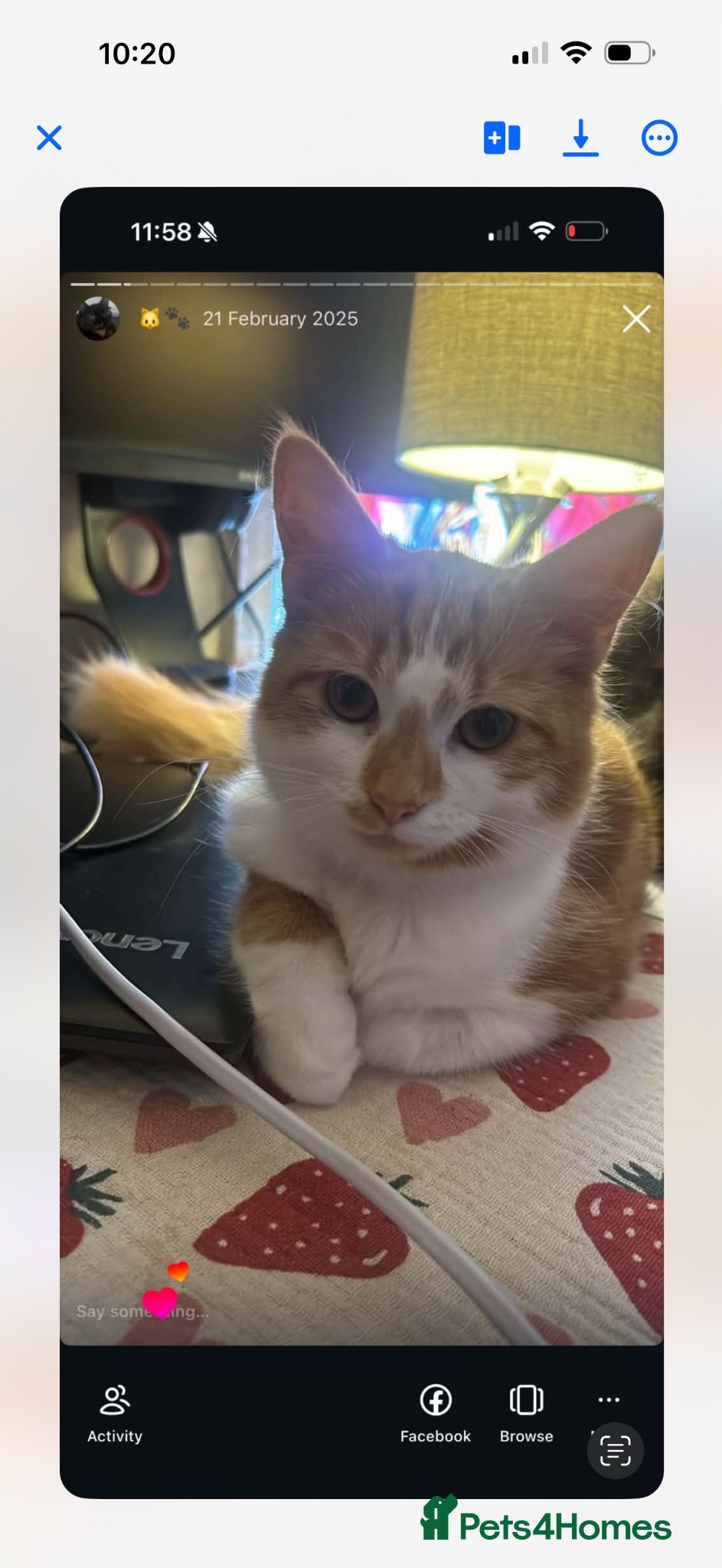 Domestic Shorthair cats Beautiful ginger cat looking for a loving new home - Advert 2