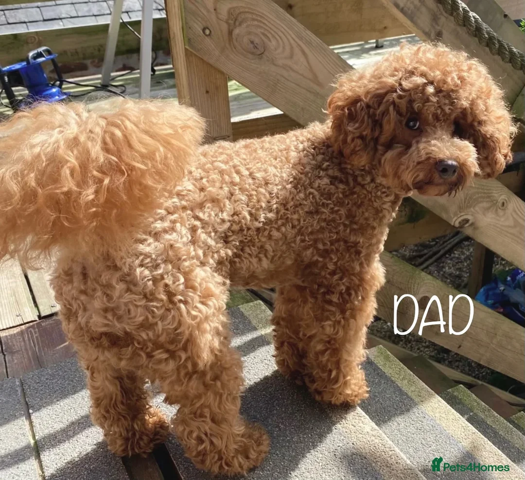 Toy Poodle dogs for sale: Deep red Toy Poodle puppies 🐶 in Exeter - Advert 40