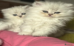 Persian cats for sale: Persian chinchilla kittens - Image 3