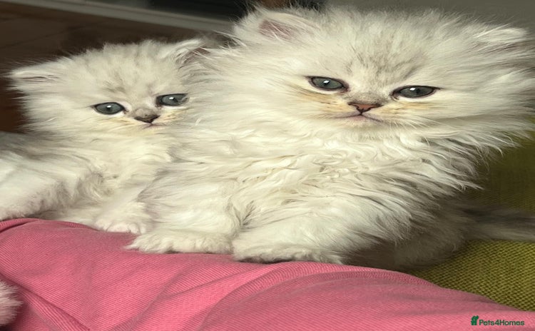 Persian cats - Advert 2