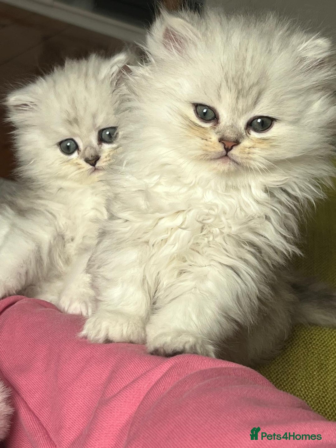 Persian cats for sale: Persian chinchilla kittens - Image 3
