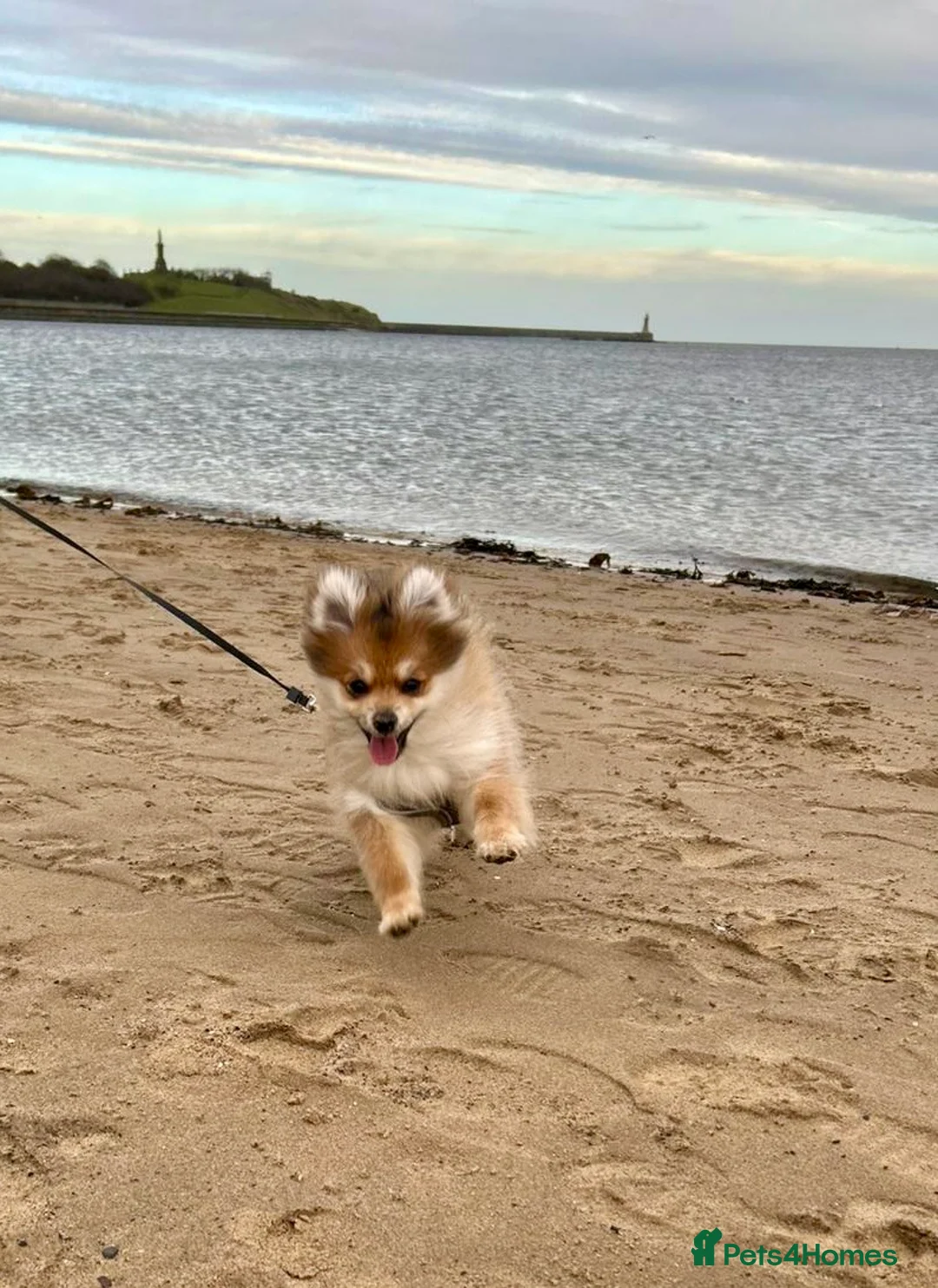Pomeranian dogs for sale: Pomeranian girl 5 month old in Wallsend - Advert 2