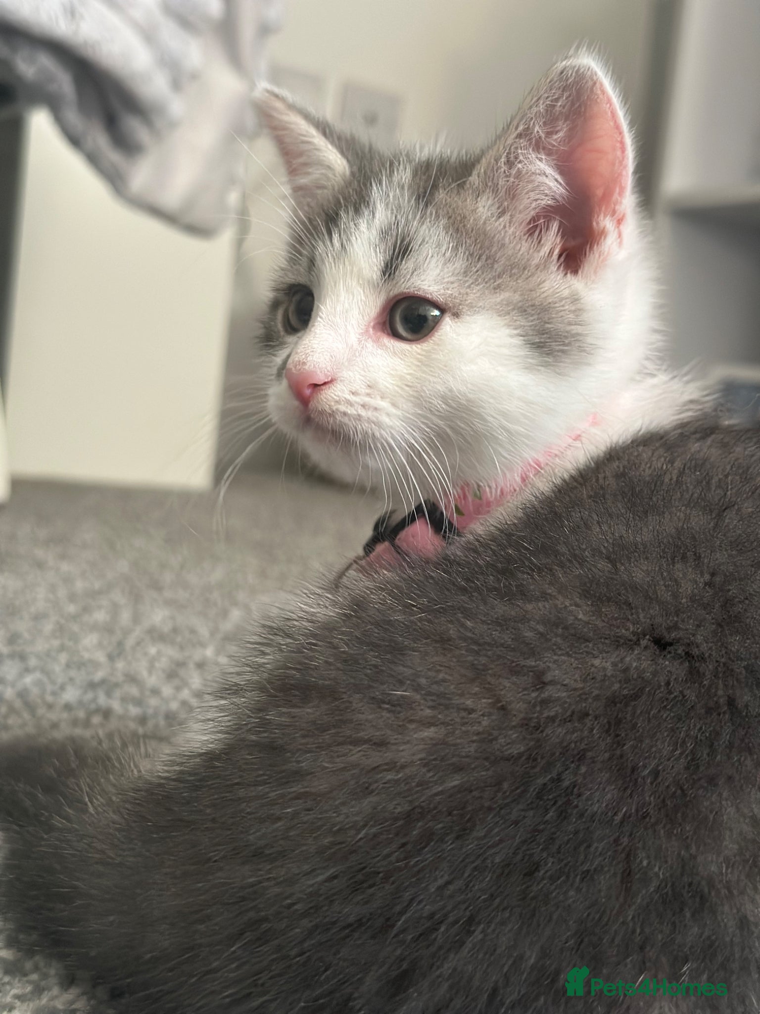 Mixed Breed cats for sale: Two gorgeous kittens for sale  in Wisbech - Advert 6
