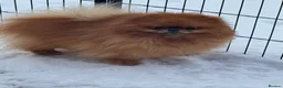 Pomeranian dogs for stud: Orange bear type boy for stud - Advert 2