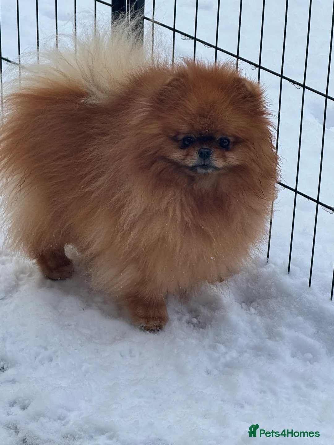 Pomeranian dogs for stud: Orange bear type boy for stud - Advert 2