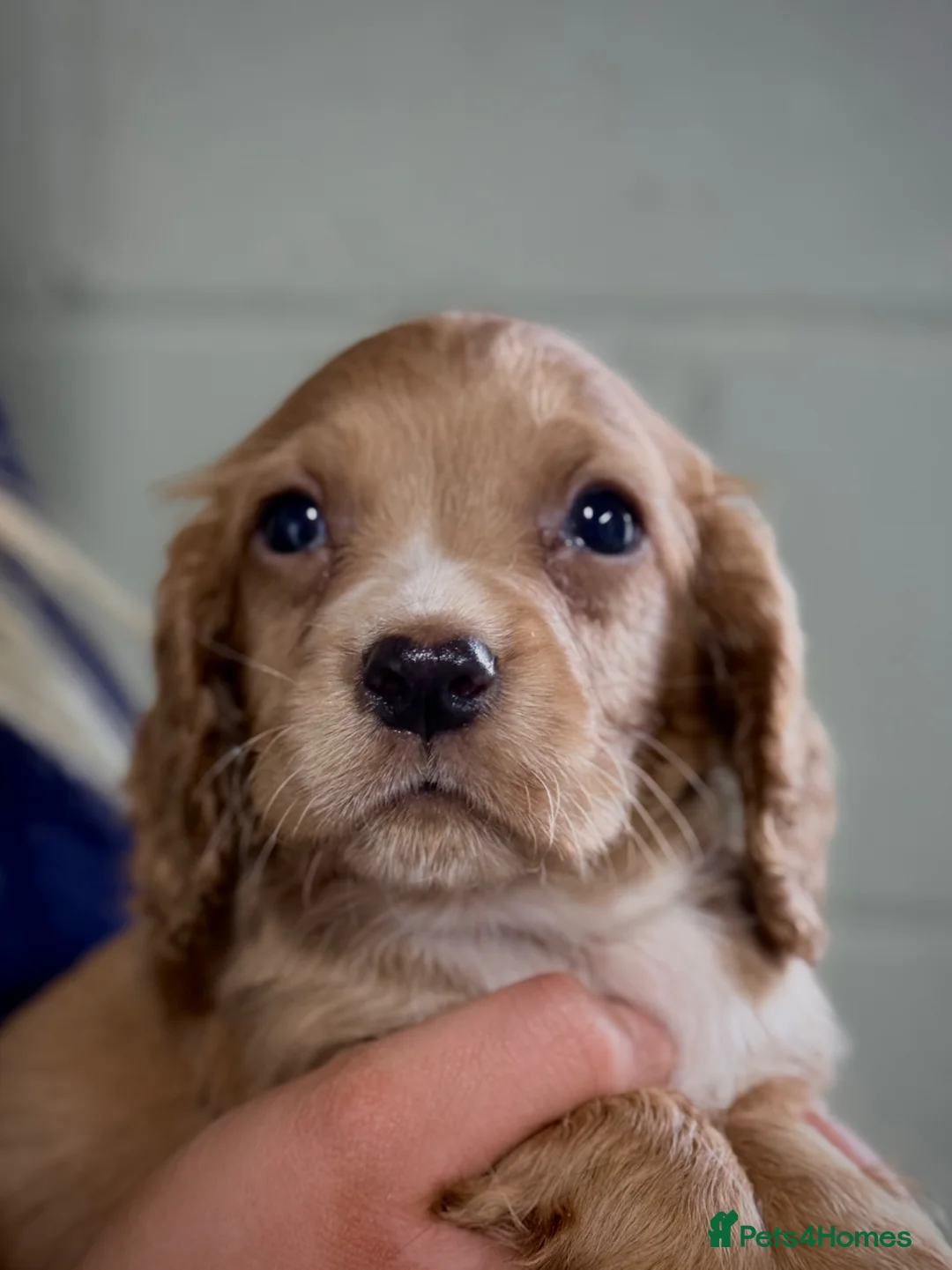 Cocker Spaniel dogs for sale: 4 stunning cocker spaniel puppies!🐶  in Bishop Auckland - Advert 5