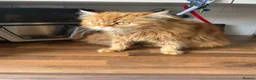 Persian cats for sale: Persian cross female kittens  - Advert 1