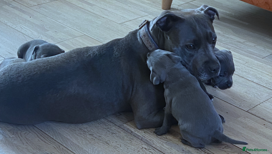 Staffordshire Bull Terrier dogs Blue Staffordshire Bull Terriers  - Advert 6