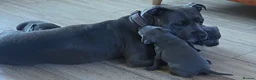 Staffordshire Bull Terrier dogs for sale: Blue Staffordshire Bull Terriers  in Swansea - Advert 1