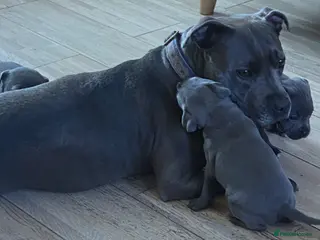 Staffordshire Bull Terrier dogs Blue Staffordshire Bull Terriers - Advert 3