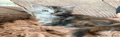 Maine Coon 5