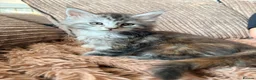 Maine Coon cats for sale: READY NOW. Tica registered mainecoon kittens - Advert 36