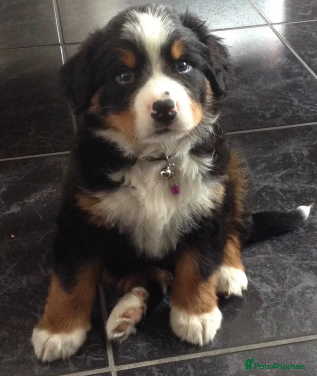 Bernese Mountain Dog dogs for sale: Beautiful Burmese Mountain  - Advert 2