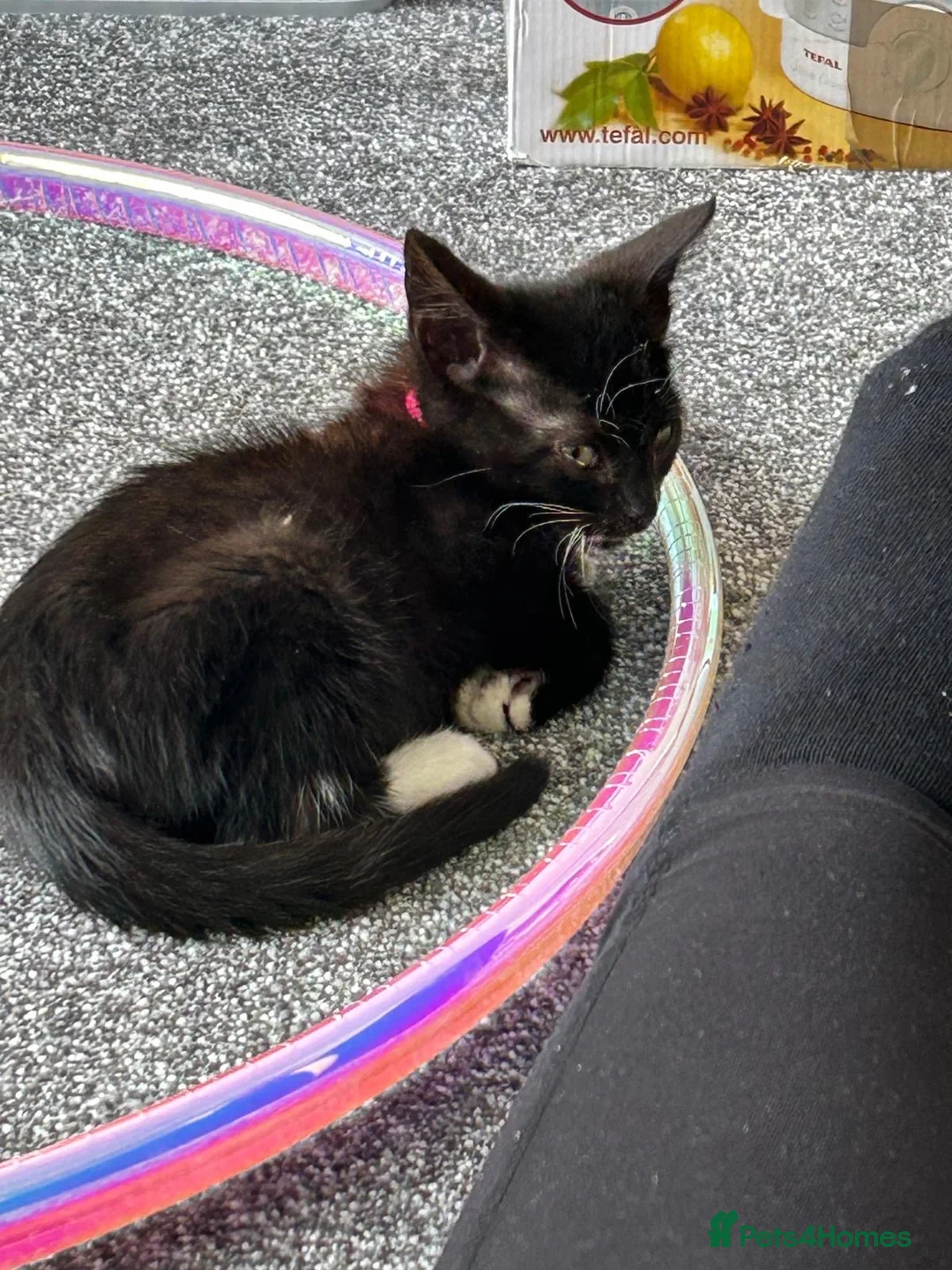 Mixed Breed cats for sale: Kitten - Advert 2