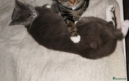 Russian Blue cats for sale: Kittens for sale - Advert 2