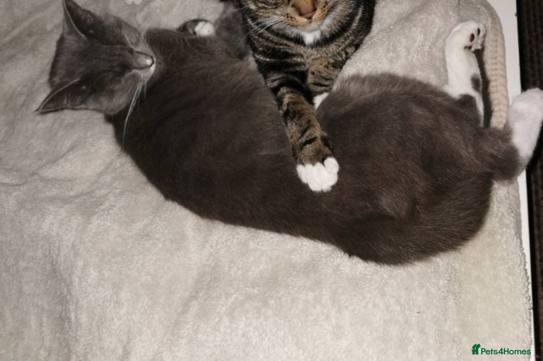 Russian Blue cats for sale: Kittens for sale - Advert 2