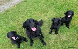 Flat coated Retriever dogs for sale: Young Flatcoated Retriever dog, basics trained - Image 6