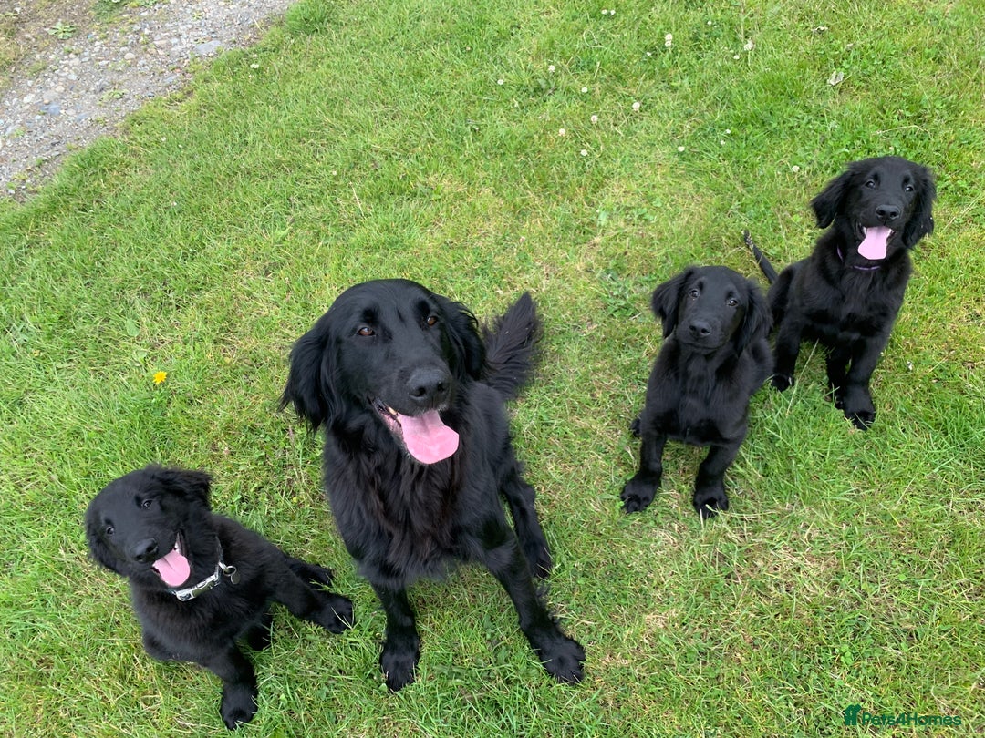 Flat coated Retriever dogs for sale: Young Flatcoated Retriever dog, basics trained - Image 6