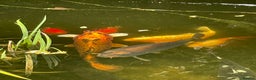 Koi Carp fish for sale: Koi Carp for Sale (rehoming due to baby and dog)  - Advert 18