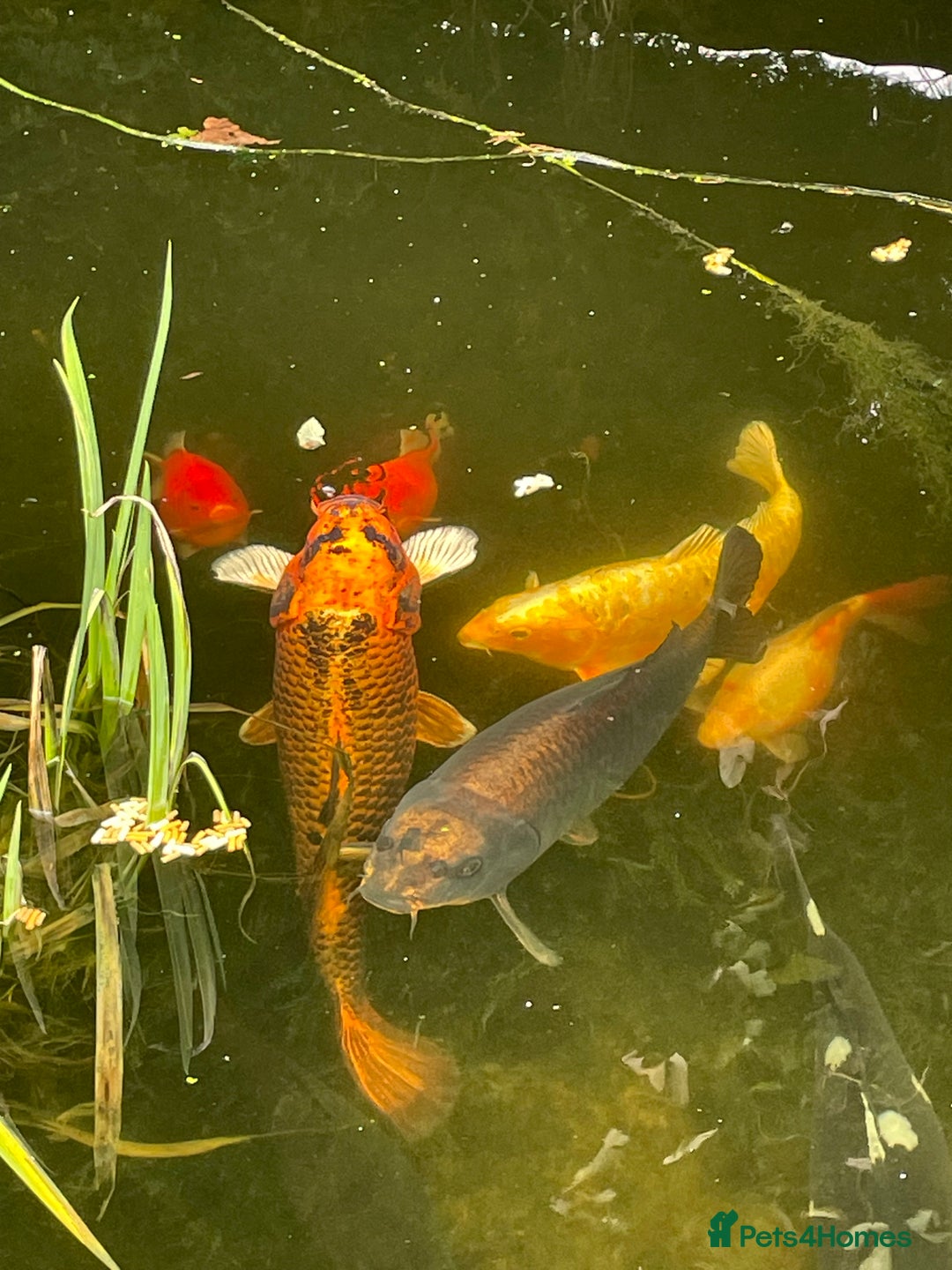 Koi Carp fish for sale: Koi Carp for Sale (rehoming due to baby and dog)  - Advert 18