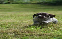 Mixed Breed dogs for sale: GSP X Springer pups (3 left) Northern Ireland  - Image 14