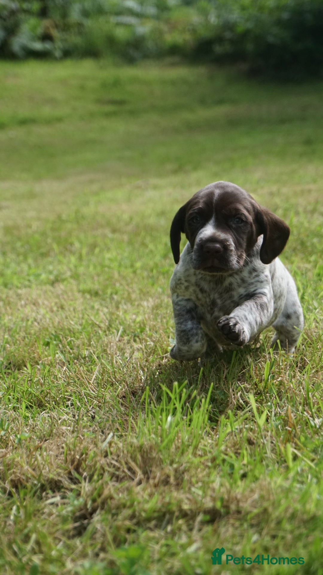 Mixed Breed dogs for sale: GSP X Springer pups (3 left) Northern Ireland  - Image 14