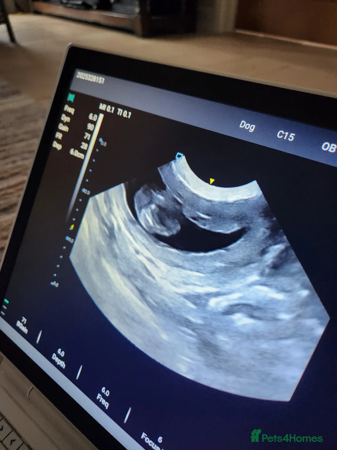 Basset Griffon Vendeen dogs for sale: Griffon grand bassets  - Advert 2