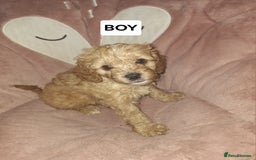 Cavapoo dogs for sale: CAVAPOO PUPPIES - Image 3