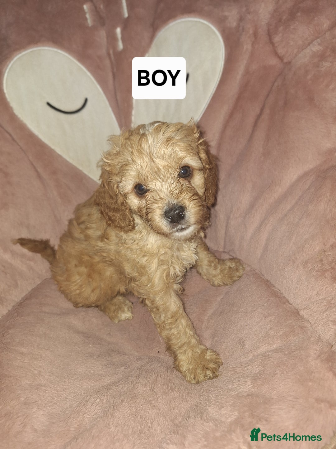 Cavapoo dogs for sale: CAVAPOO PUPPIES - Image 3