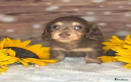Miniature Dachshund dogs for sale: Outstanding long haired dachshund - Image 10