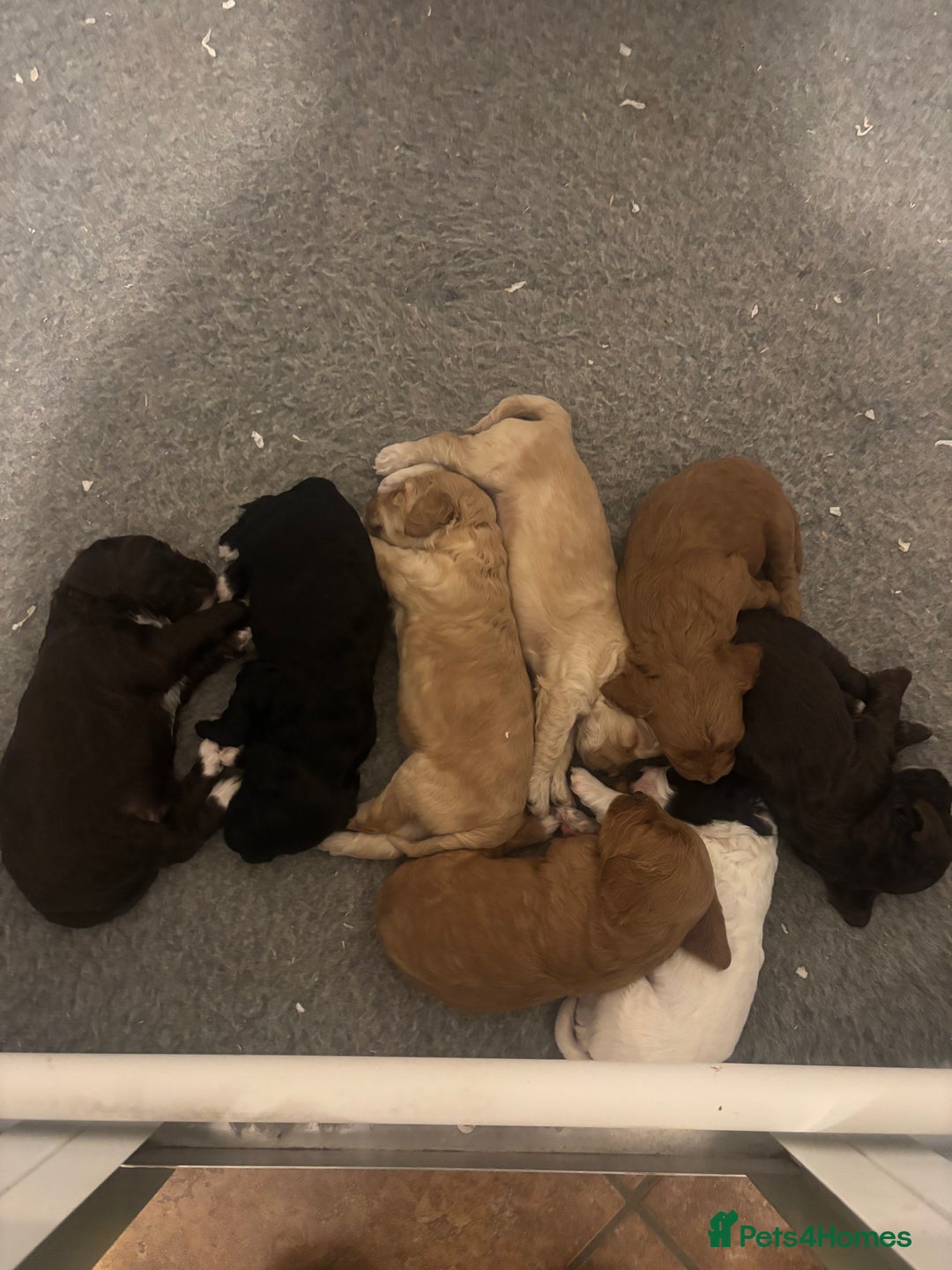 Cockapoo dogs for sale: Stunning F1 Cockapoos from H/Tested KC Parents!! - Image 8