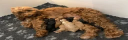 Cockapoo dogs for sale: NOW READY. 3 REMAINING HEALTH CHECKED COCKAPOOS  - Advert 16
