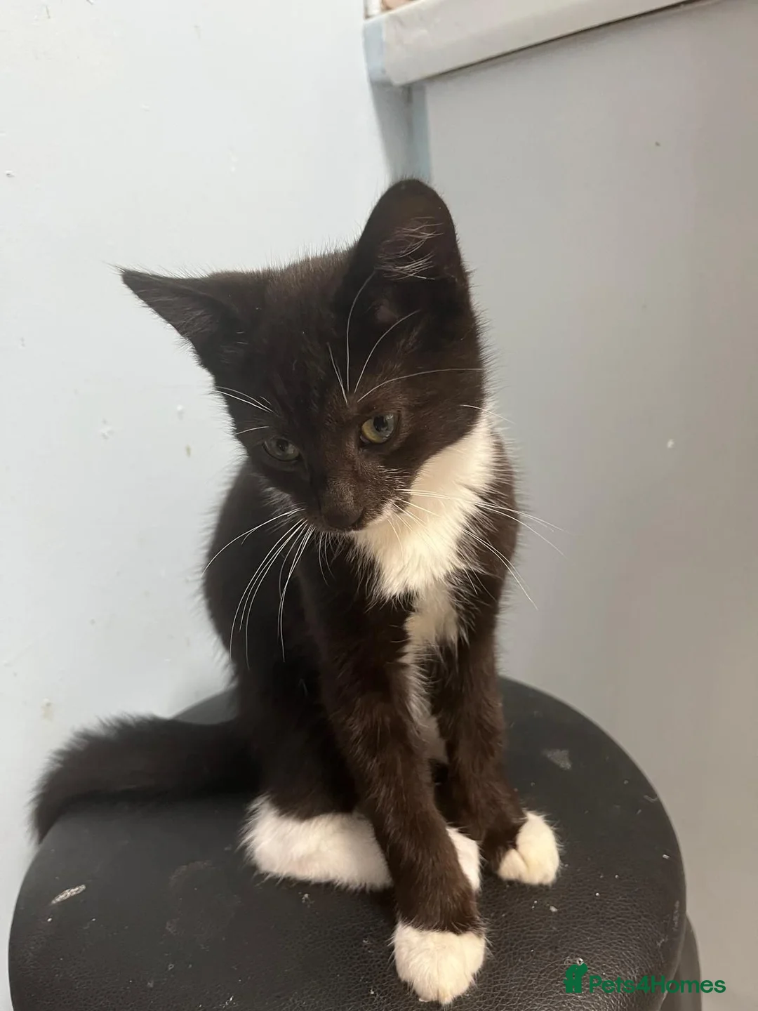 Mixed Breed cats for sale: Beautiful kittens ready for a new home - Advert 11