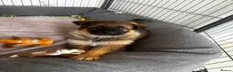 German Shepherd dogs for sale: 2x Female German Shephard puppies - Advert 4