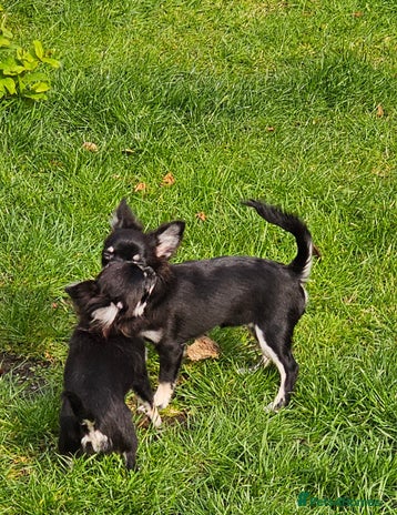 Chihuahua dogs - Advert 3