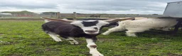 Goats livestock for sale:  Tog X alpine goats - Advert 10