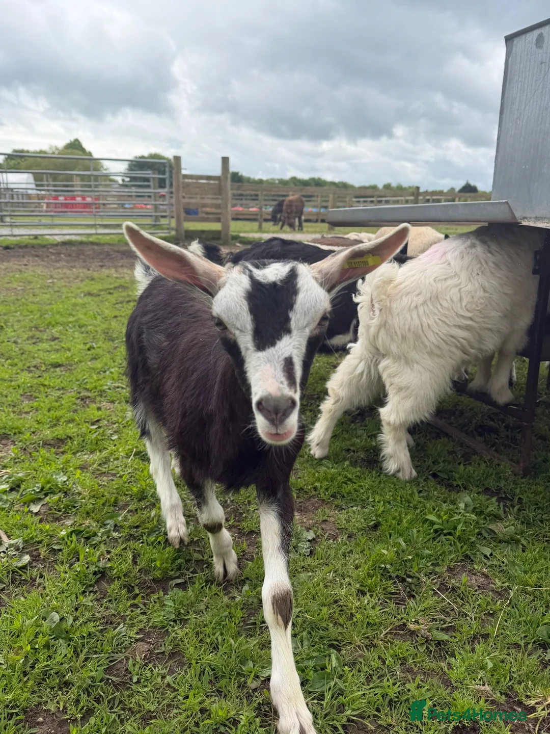 Goats livestock for sale:  Tog X alpine goats - Advert 10