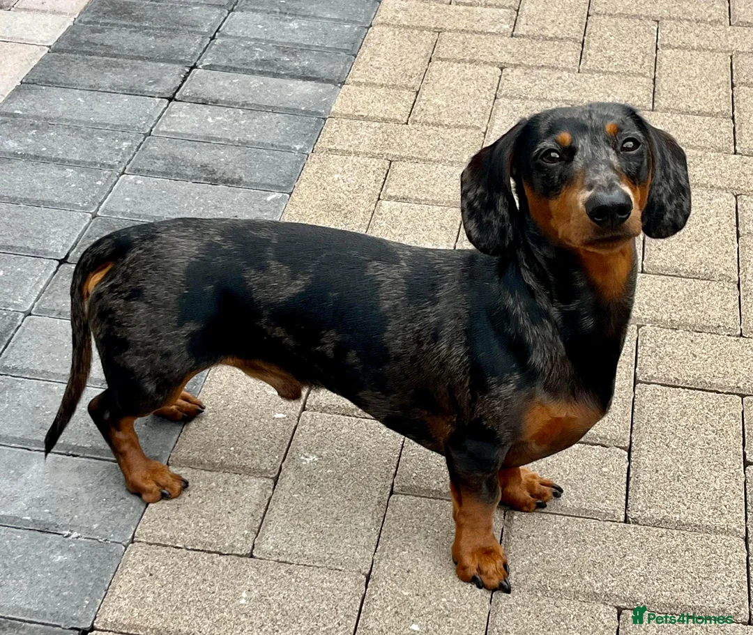 Miniature Dachshund dogs for stud: KC REG SILVER DAPPLE & TAN STUD CARRYING CREAM in Irvine - Advert 9