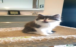Mixed Breed cats for sale: Beautiful girl gray & white  - Image 1