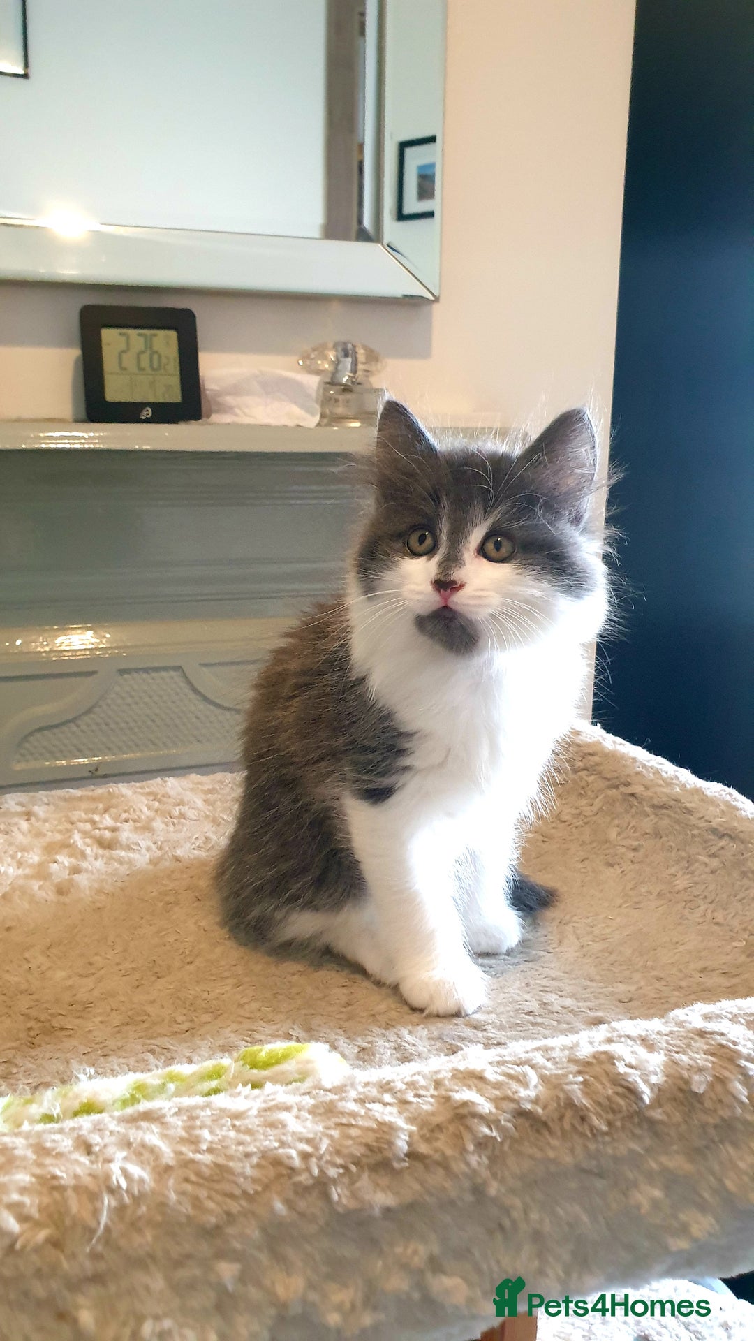 Mixed Breed cats for sale: Beautiful girl gray & white  - Image 1