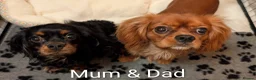 Cavalier King Charles Spaniel dogs for sale: Black & Tan Cavalier King Charles Spaniel Puppies in High Peak - Advert 3