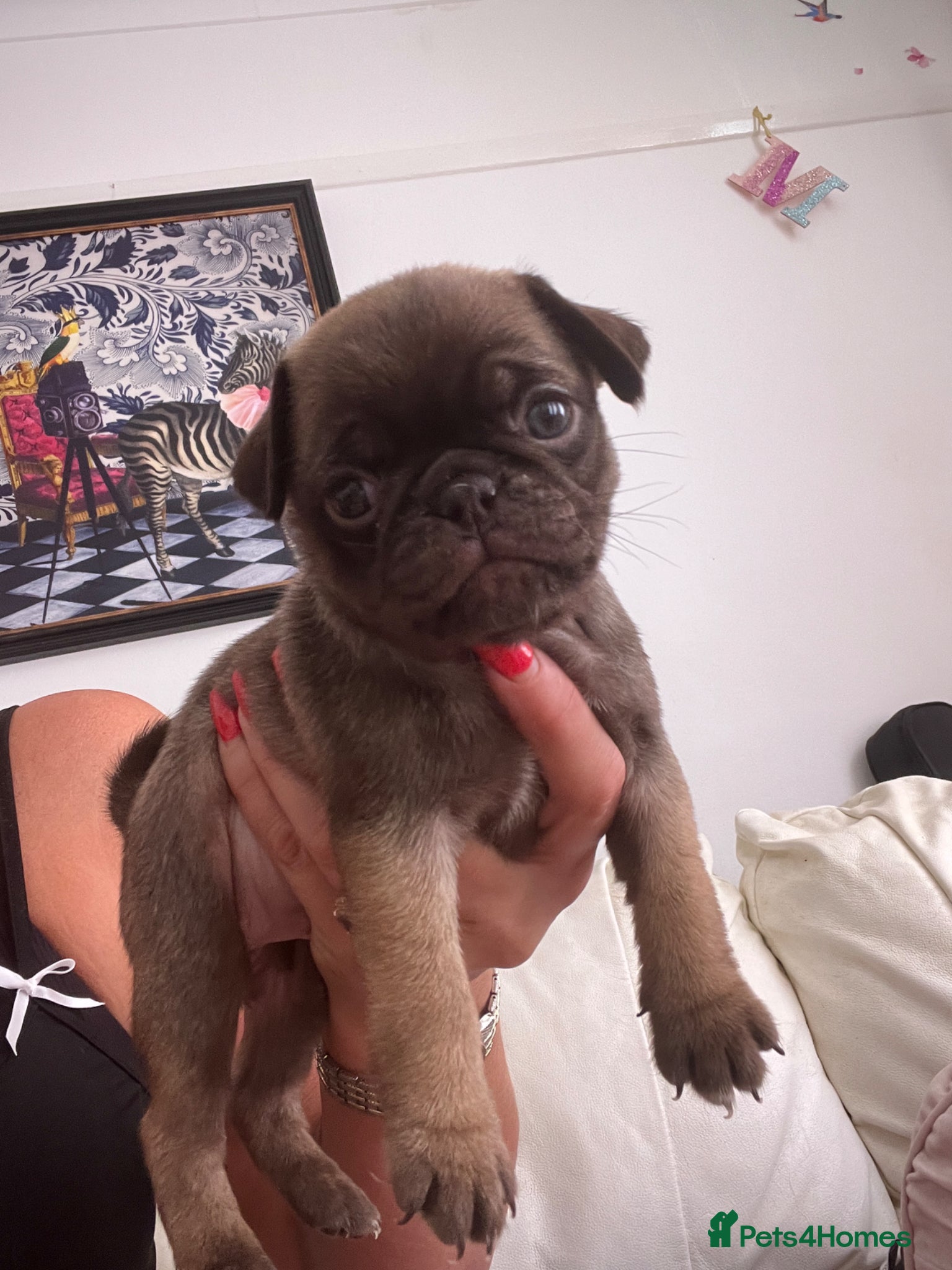 Pug dogs  Female pug puppies chocolate pink line carriers  - Advert 21