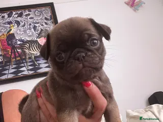 Pug dogs Female pug puppies chocolate pink line carriers - Advert 21