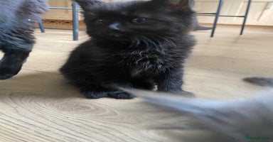 Mixed Breed cats - Advert 4