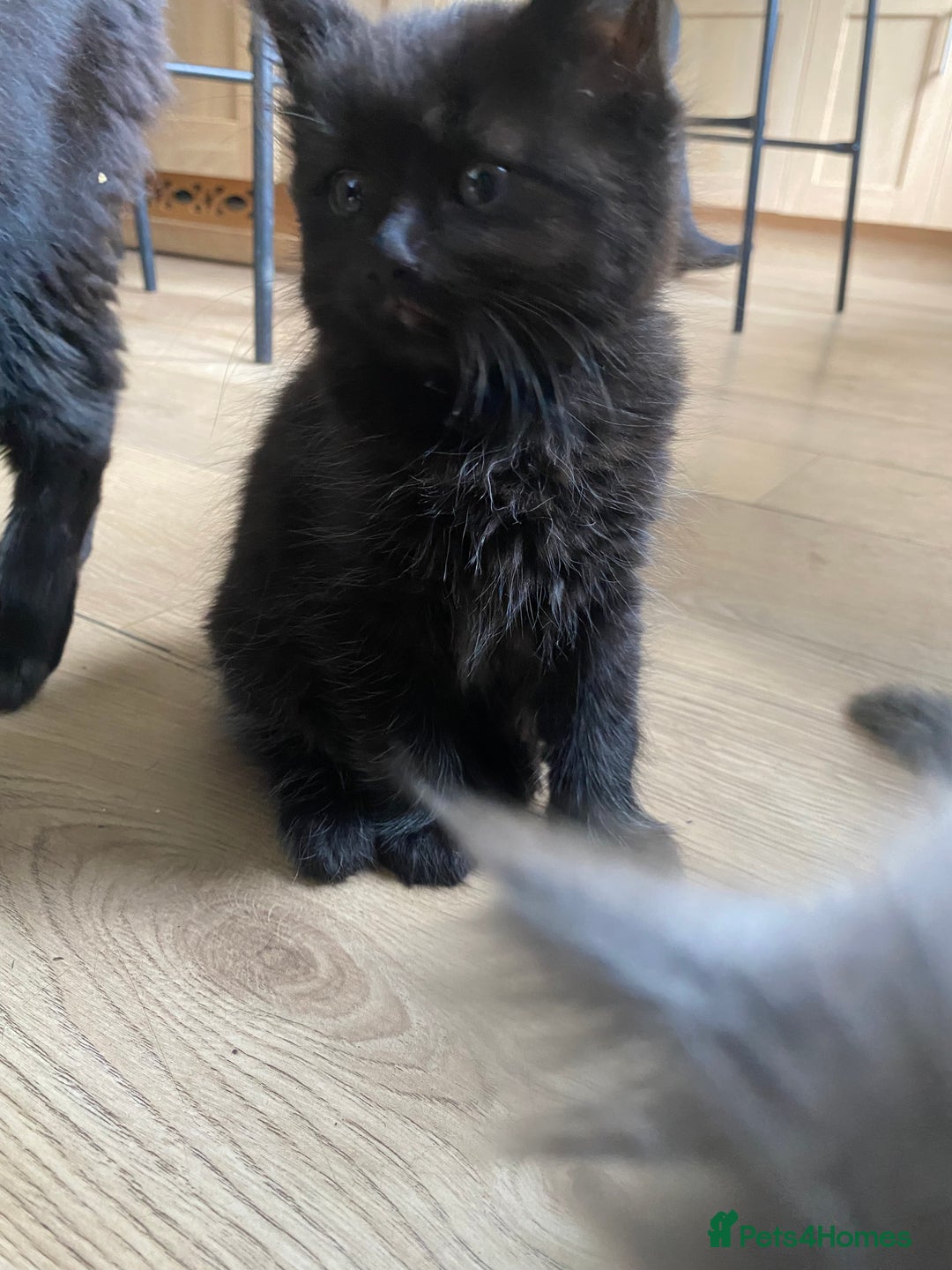 Mixed Breed cats for sale: Adorable,  fluffy black kittens - Image 3