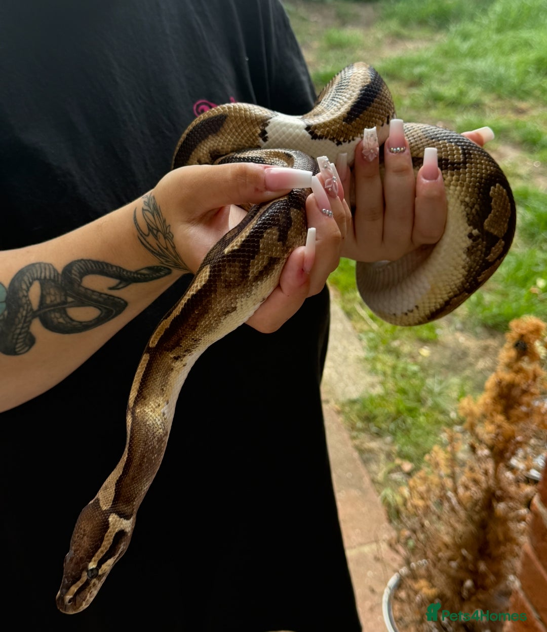 Python Snake reptiles for sale: Ball python with full set up  - Image 4