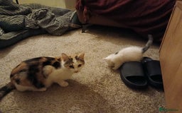British Shorthair cats for sale: Wee George  - Image 11