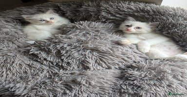 Ragdoll cats - Advert 7