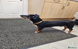 Mixed Breed dogs for sale: Lovely Jimmy needs a new home ASAP. - Image 3